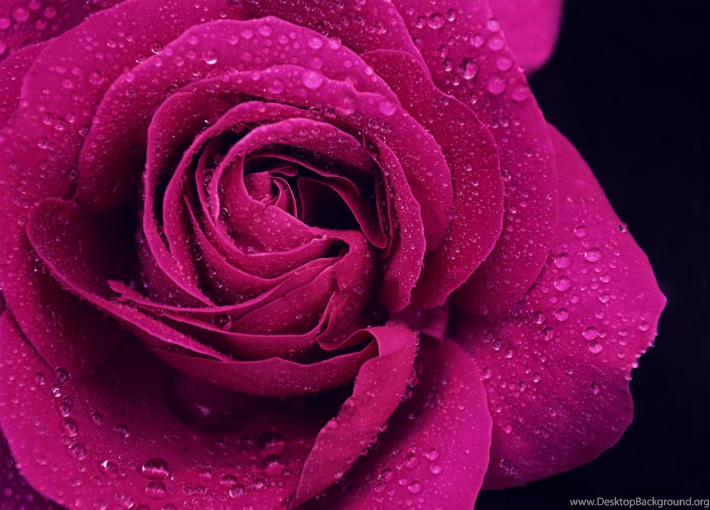 PURPLE ROSE WALLPAPER (