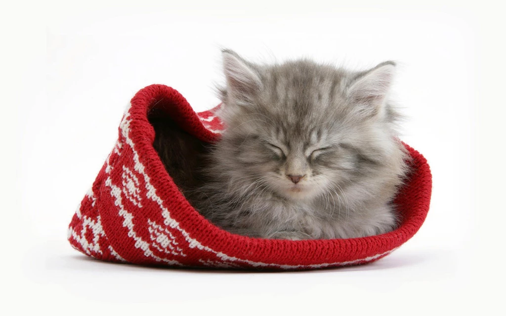 Cats: Cute Cat Animal House KITTIES Picture Gallery For HD 16:9 ...