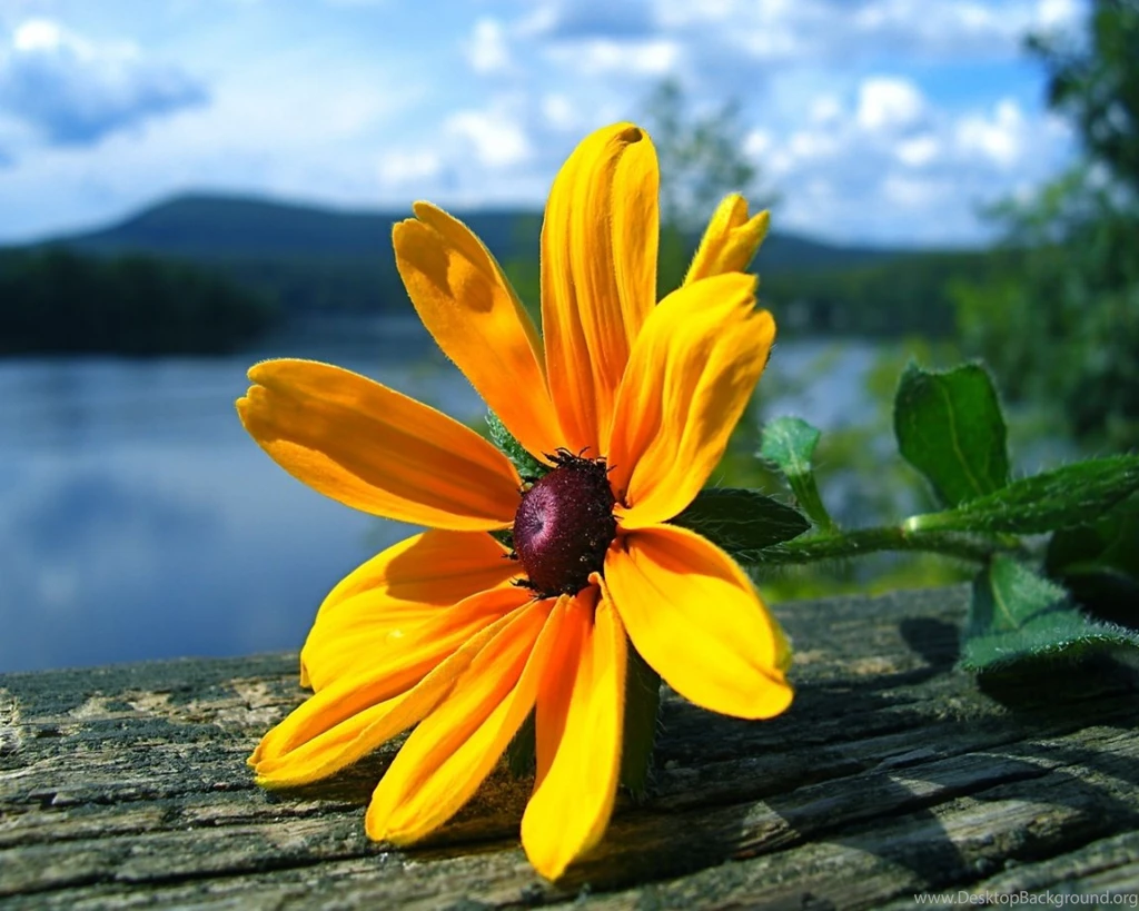 1152x864 Yellow Flower Desktop PC And Mac Wallpapers