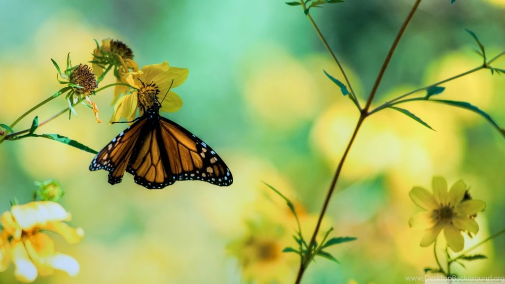 Monarch Butterfly On A Yellow Flower HD Desktop Wallpapers : High ...