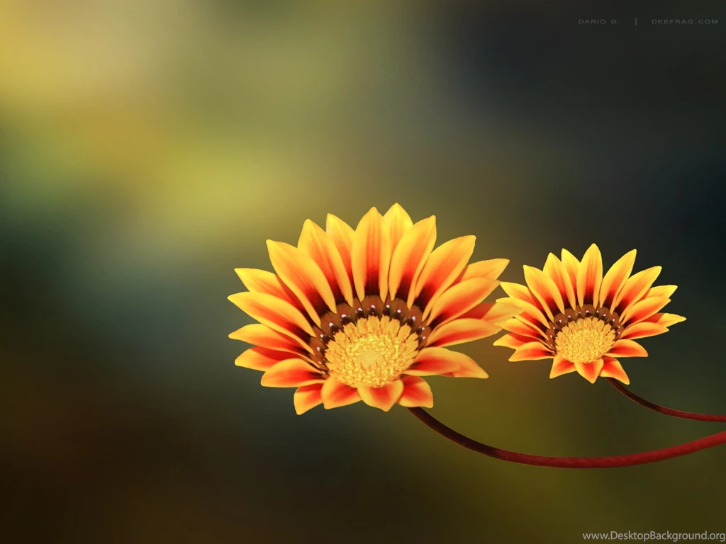 Yellow Flower Wallpapers