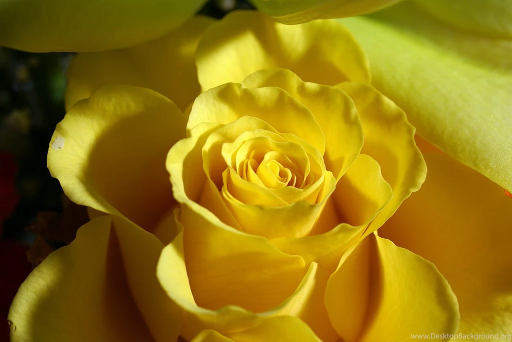 Flower Images Hd Rose And Wallpapers Download