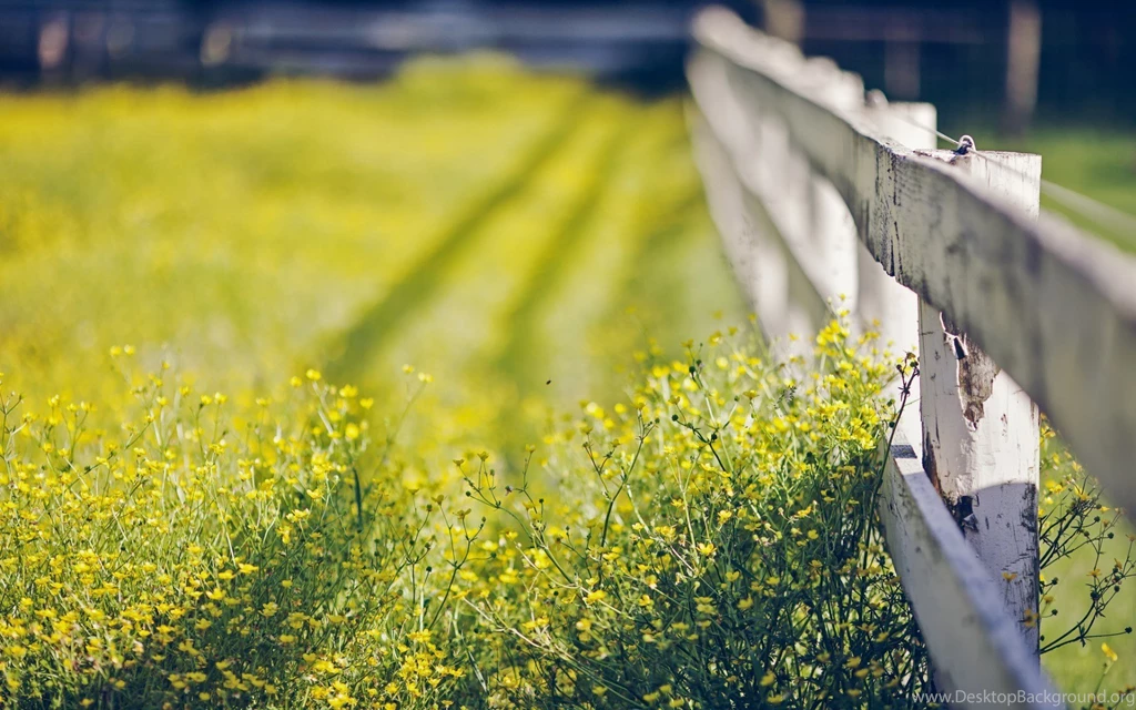 Special Yellow Flower Wallpapers