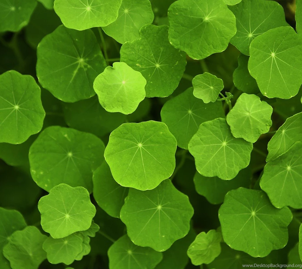 HTC Sensation HTC EVO 3D Nature Wallpapers 06