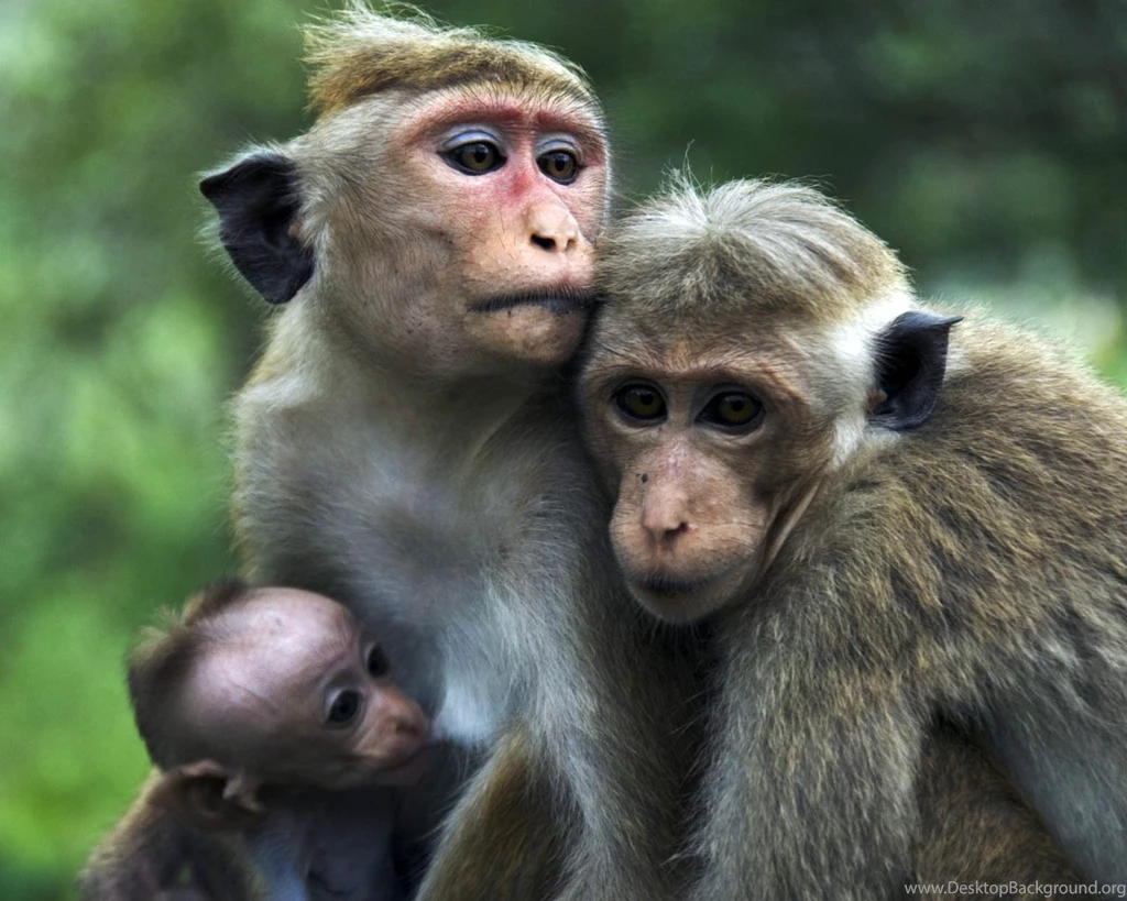 The Transport: Monkeys Wallpapers