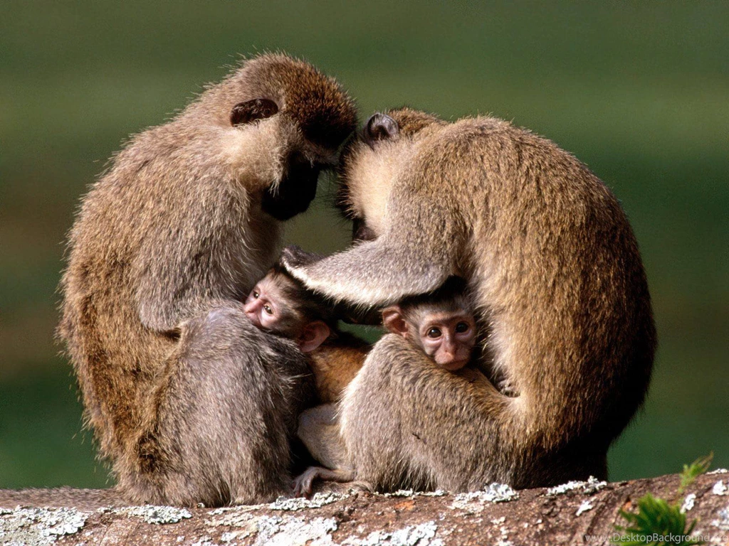 Monkeys Wallpapers