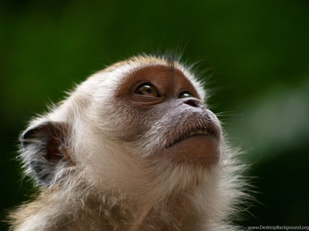 Top Monkeys Wallpapers Wallpapers