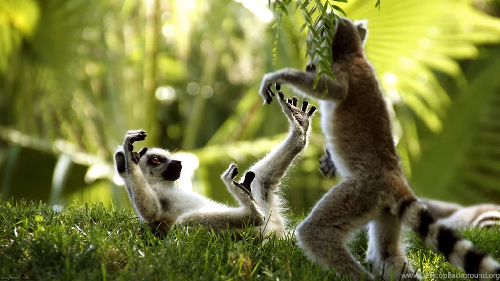 Monkeys Wallpapers