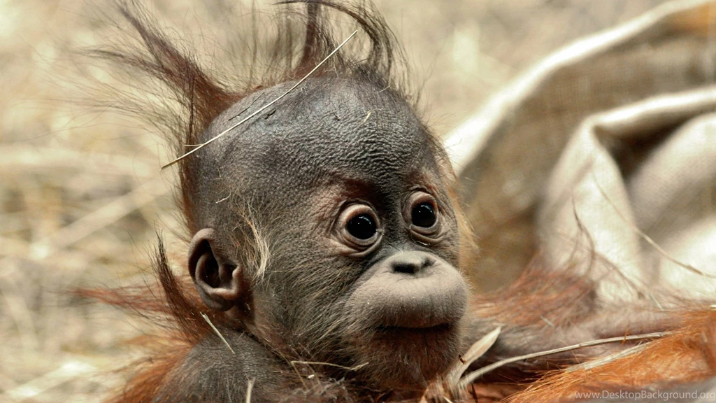Monkey Photo Wallpapers, Pictures With Monkeys