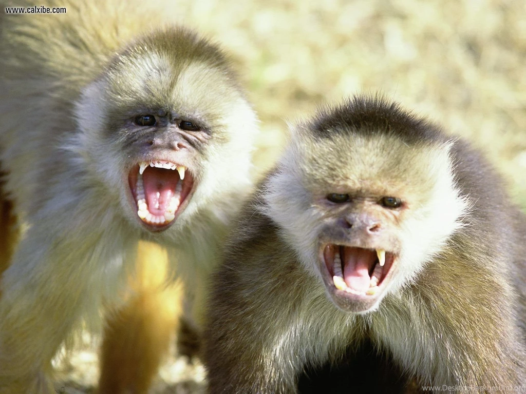 Animal Desktop Wallpapers: Capuchin Monkeys Wallpapers
