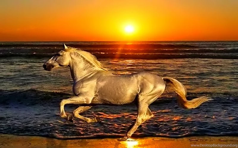 Sunset Beach Animals Shore Horses Running 1280x800 Wallpapers ...