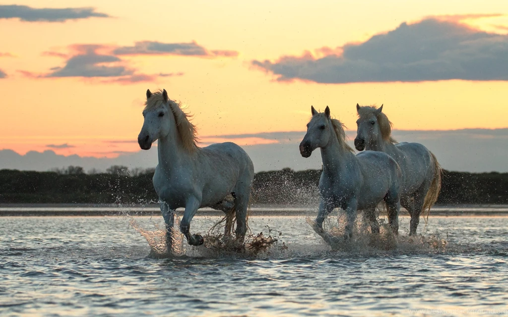 Running Horses Wallpapers HD Download In 4K Resolution