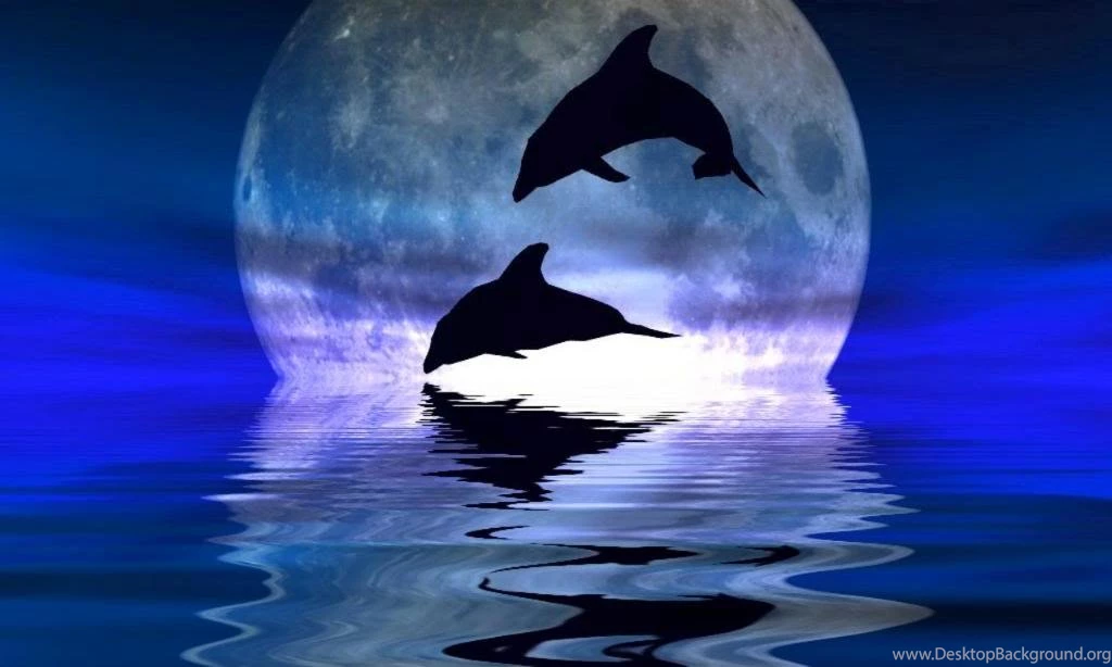 Wallpapers Of Dolphins Wallpapers Cave