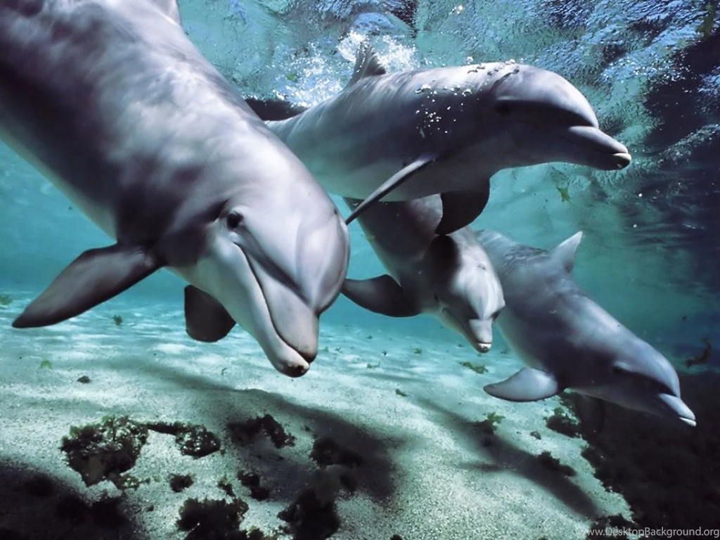 Dolphins Desktop Wallpapers Wallpapers Zone