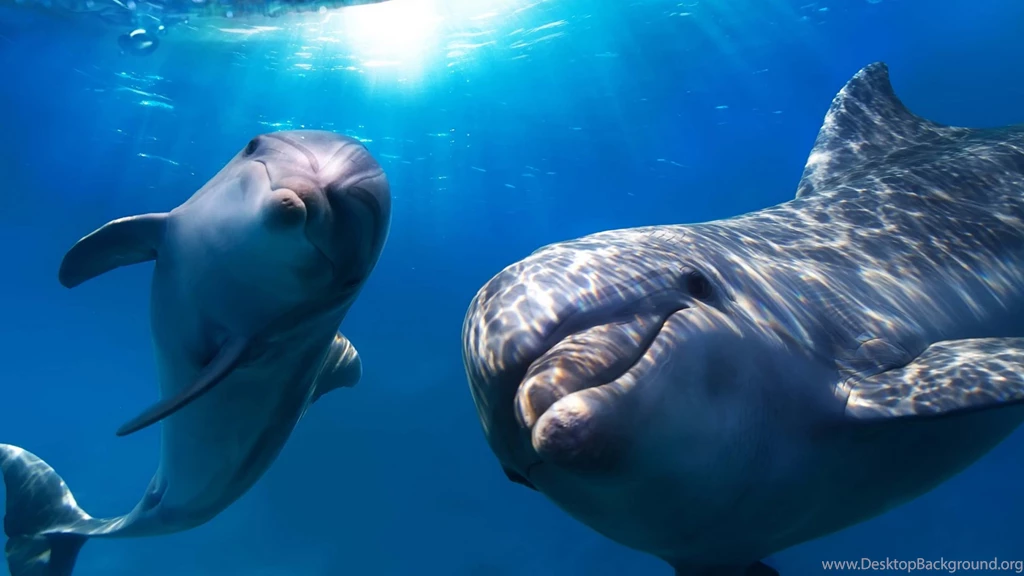 Dolphin Cartoon Wallpapers