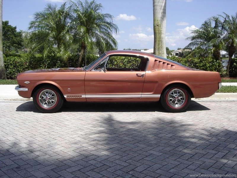 Picture Search Results MustangAttitude.com