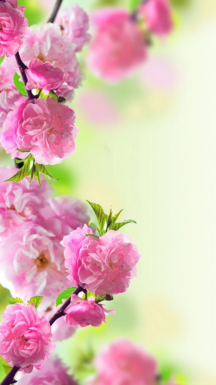 Download Free All Categories Mobile Phone Wallpapers For All ...
