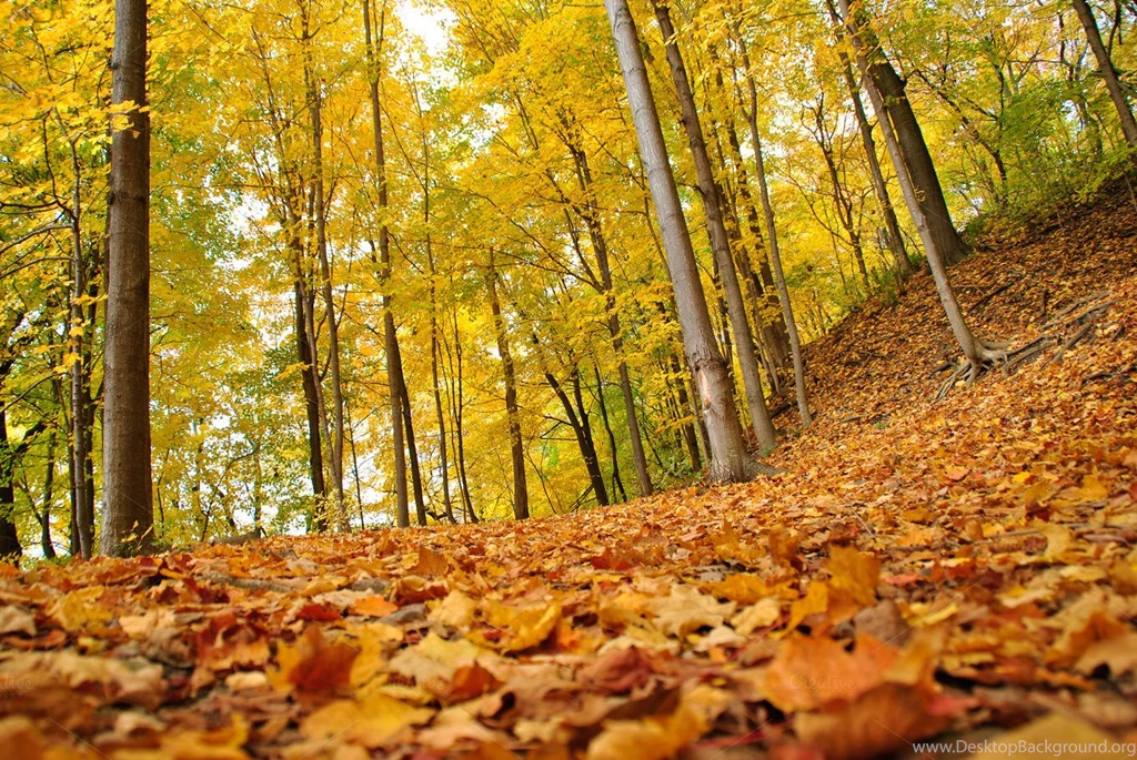 25+ Fall Wallpapers, Backgrounds, Pictures, Images