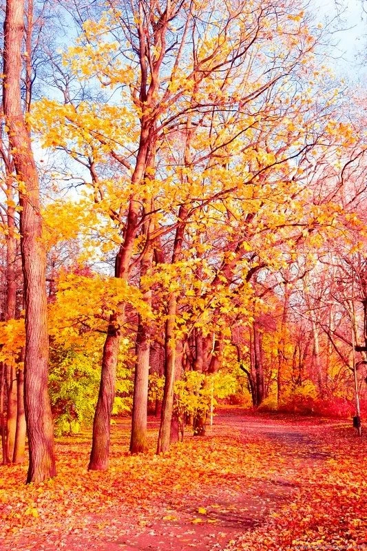 Natural Backgrounds Fall Wallpapers