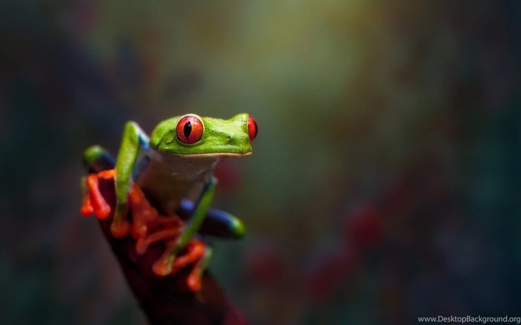 Red Eyed Tree Frog Macro Nature Hd Wallpapers Zoomwalls