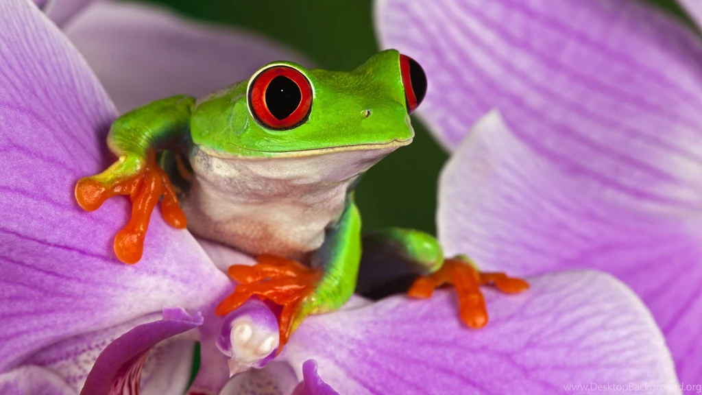 Red Eyed Tree Frog On Purple Flower