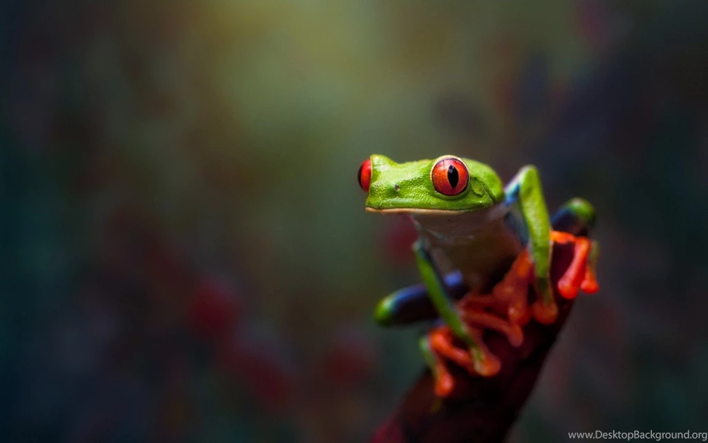 Animals, Frog, Amphibian, Red Eyed Tree Frogs Wallpapers HD ...