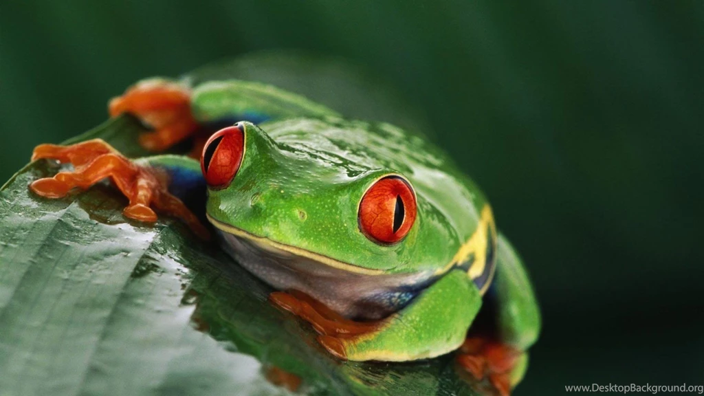 Nature Frogs Red eyed Tree Frog Amphibians Wallpapers
