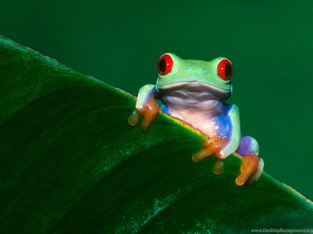 Red Eyed Green Tree Frog Images