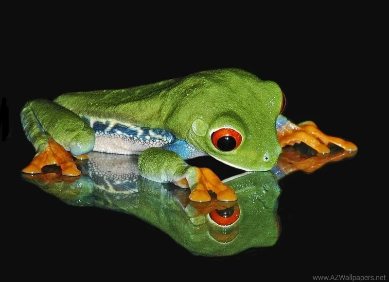 Leaves Frogs Redeyed Tree Frog Amphibians 3865x2505 Wallpapers ...