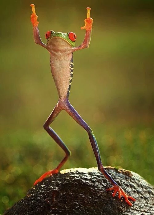 A Standing Red Eyed Tree Frog : Photoshopbattles