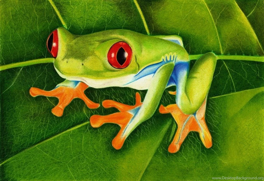 Red Eyed Tree Frog By Heidi wolf On DeviantArt