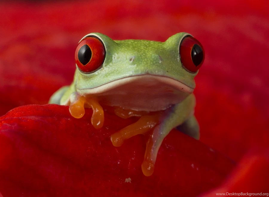 The Red eyed Tree Frog (Agalychnis Callidryas) – Info