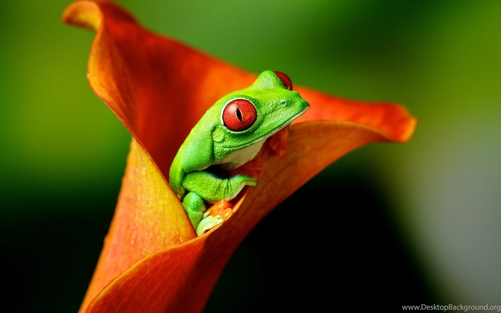 Animals, Frog, Flowers, Amphibian, Red Eyed Tree Frogs Wallpapers ...
