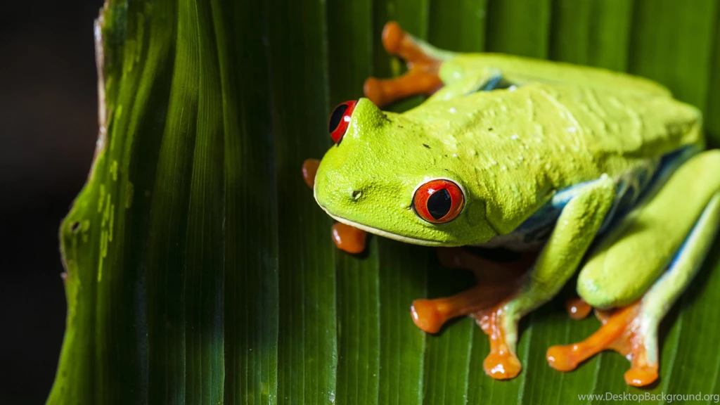 Animals, Nature, Frog, Macro, Red Eyed Tree Frogs, Amphibian ...