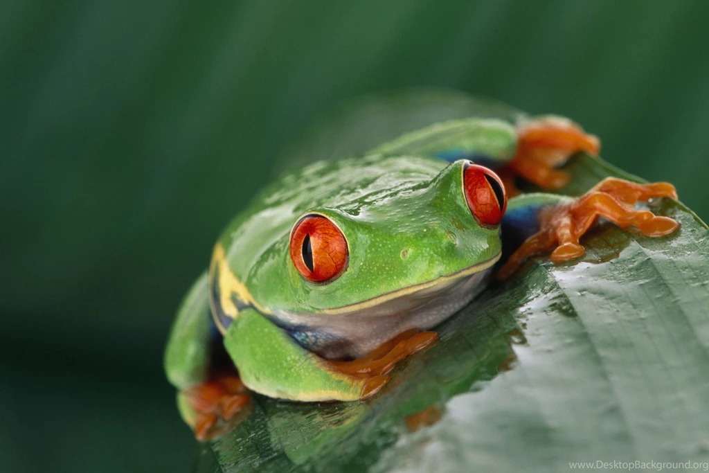 Animals, Wildlife, Nature, Frog, Amphibian, Red Eyed Tree Frogs ...