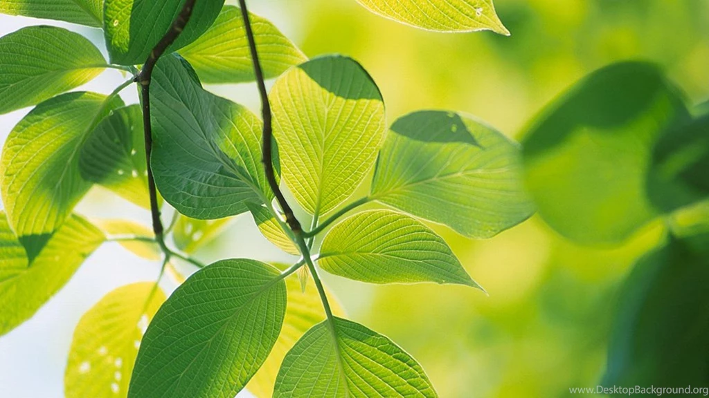 Green Leaves Wallpapers HD