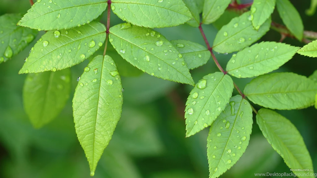Green Leaves Wallpapers