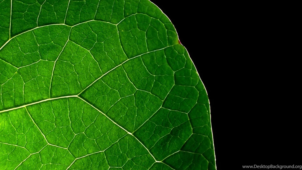 Green Leaves Wallpapers