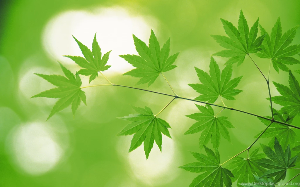 2560x1600 Fresh Green Leaves Wallpapers 2560x1600 NO.20 Desktop ...