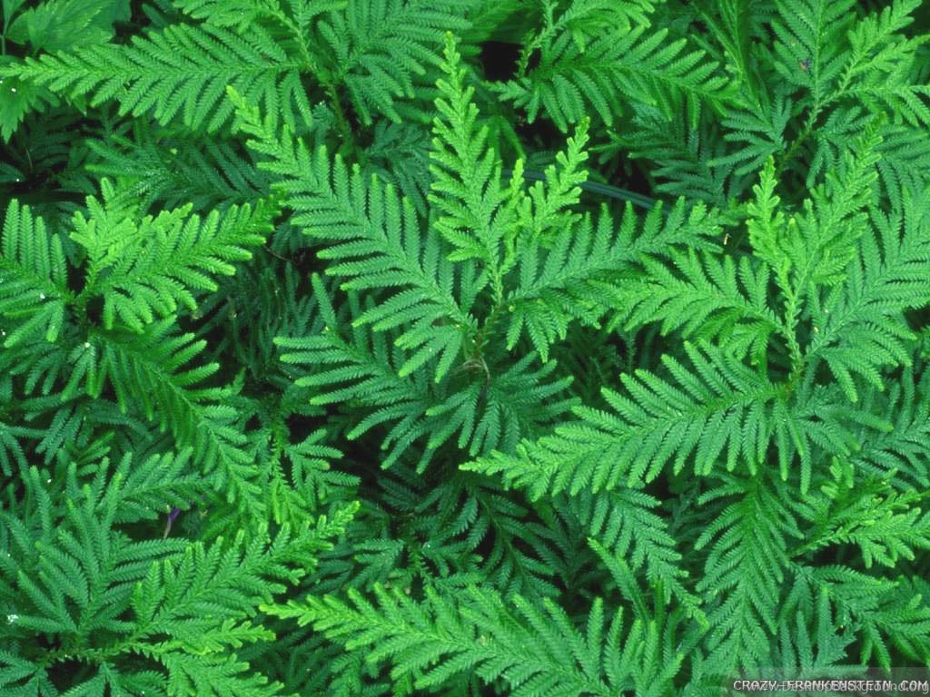 Spring Leaves Wallpapers Crazy Frankenstein