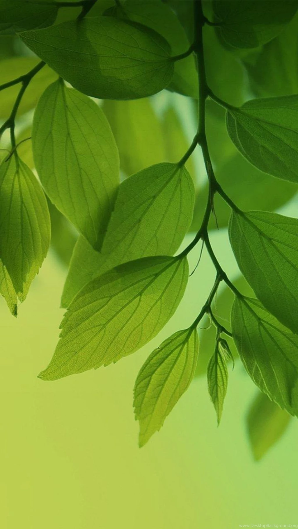 HD Green Leaves Tree Android Wallpapers Free Download