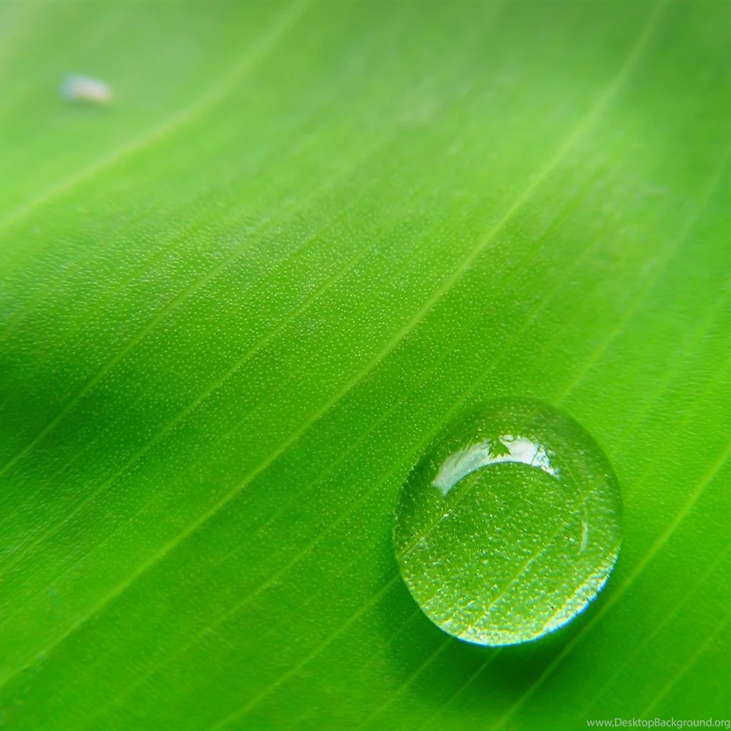 Water Droplets And Green Leaves Ipad Wallpapers 1024x1024 Mobile ...