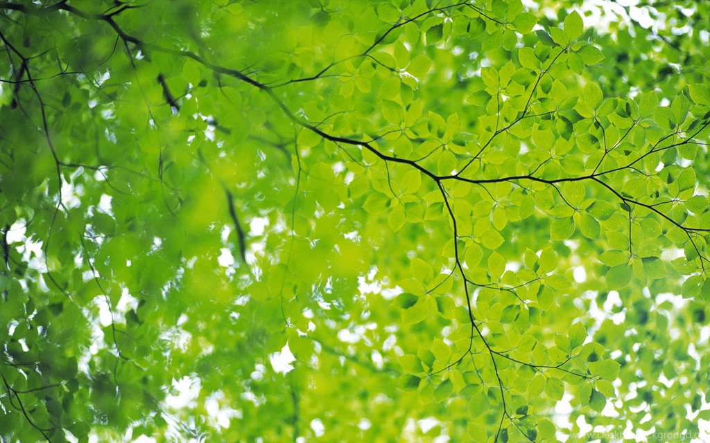 2560x1600 Fresh Green Leaves Wallpapers 2560x1600 NO.40 Desktop ...