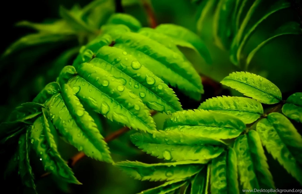 Trees And Leaves Wallpapers