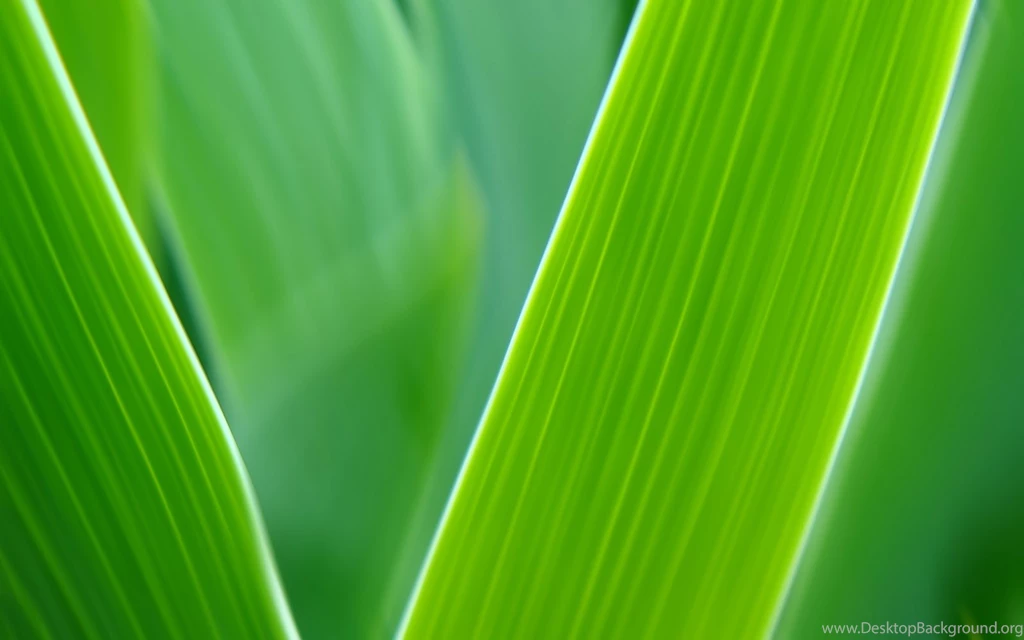 Green Leaves