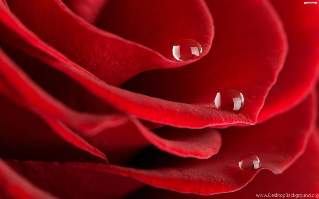 Red Rose Pic Collection (43+)