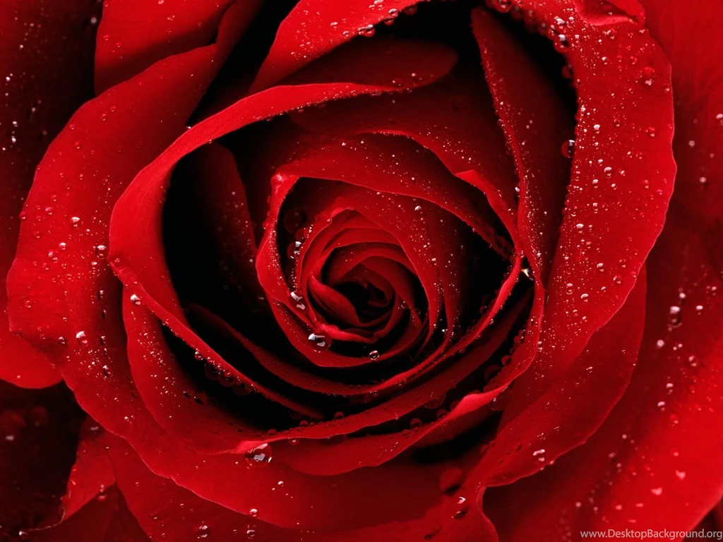 Rose Wallpapers Hd