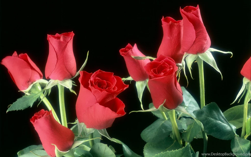 Red Flowers Wallpapers