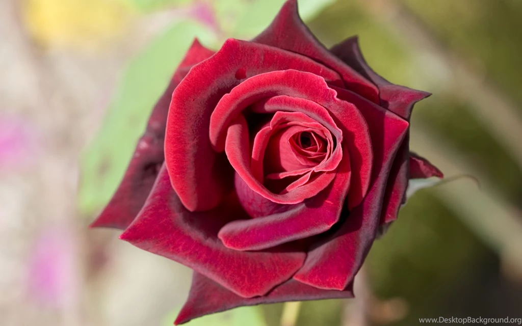 Red Rose Flowers Wallpapers Wallpapers HD Fine