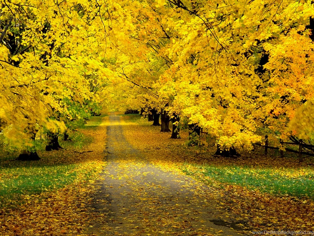 Windows Xp Autumn Wallpapers – 1600×1200 High Definition Wallpapers ...